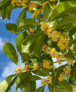 丹桂花开是什么时候