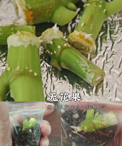 家庭养花用生根粉