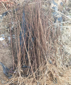 红叶紫薇花   红叶紫薇小苗