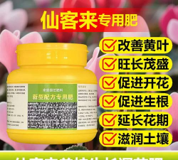 仙客来开花期间什么肥