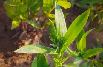 家庭养花用生根粉