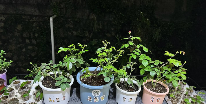 家庭养花用生根粉