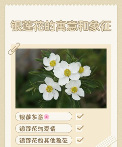 黄银莲花的花语是什么
