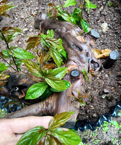 家庭养花用生根粉