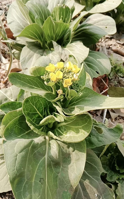 上海青花什么时候开花