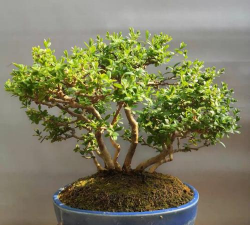 水蜡盆景用什么盆好看