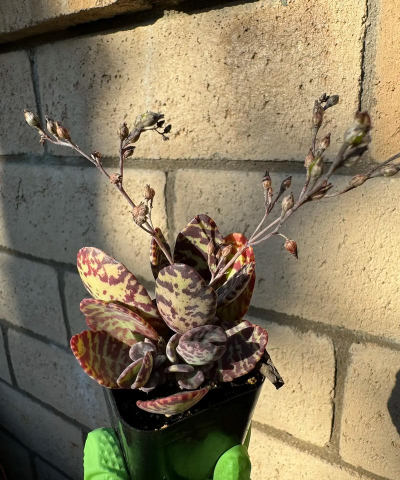 江户紫开花怎么办