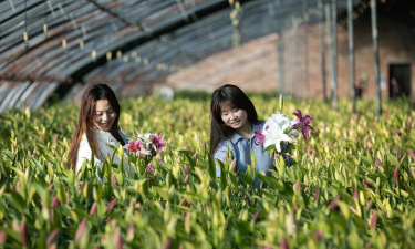 家庭养花用生根粉