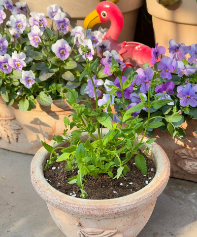 家庭养花用生根粉