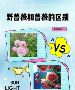 怎么区别蔷薇和野蔷薇