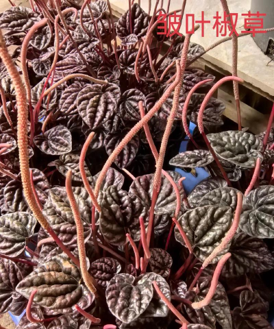 皱叶椒草开什么花