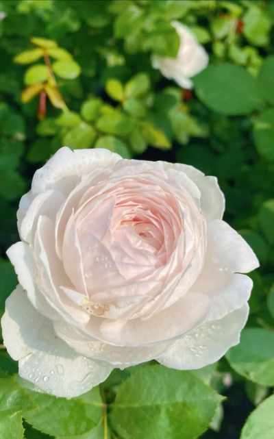 美咲月季为什么开白花