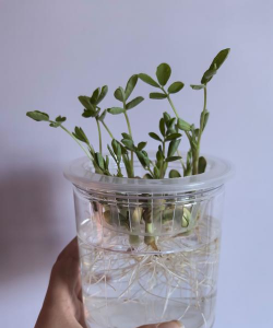 家庭养花用生根粉