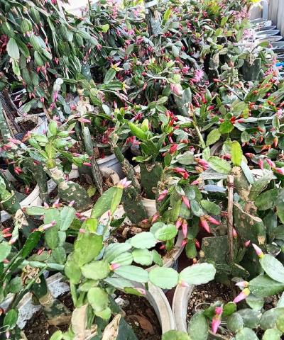 家庭养花用生根粉