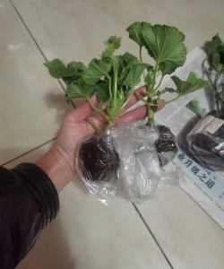 家庭养花用生根粉