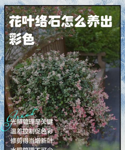 家庭养花用生根粉