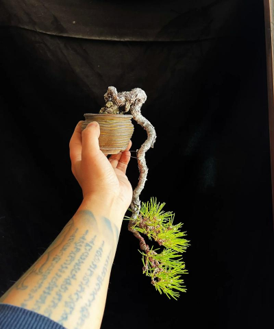 黑松微型盆景怎么做