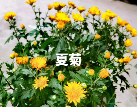 夏菊有哪些怎么养
