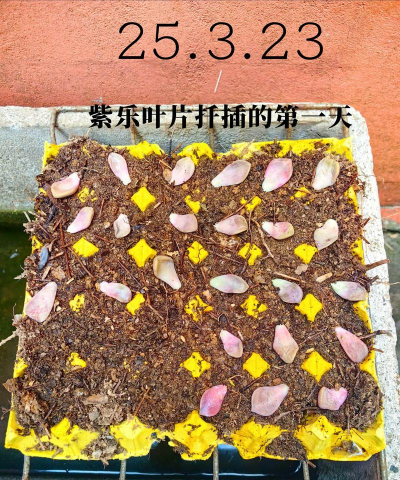 家庭养花用生根粉