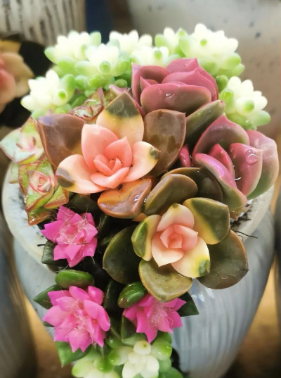 出锦多肉为什么贵