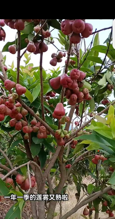 莲雾果是什么样子的