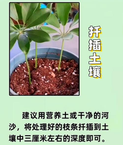 怎么样插鸭掌木