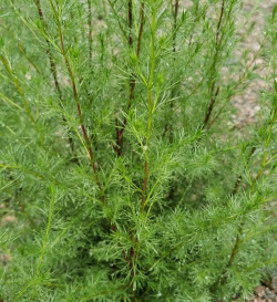 茵陈是什么样子的叶子