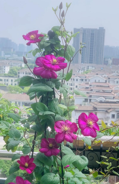 家庭养花用生根粉