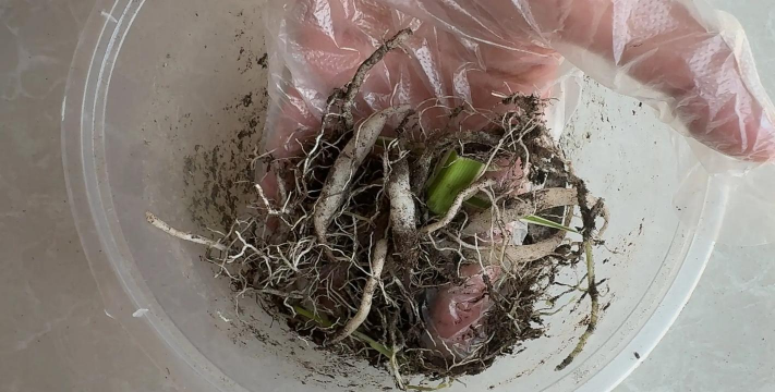 家庭养花用生根粉