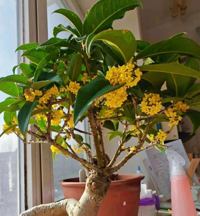 家庭养花用生根粉