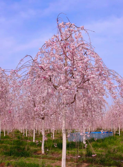 垂枝樱花象征着什么