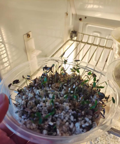 日本枫叶种子如何种植