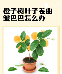 叶子皱巴怎么办