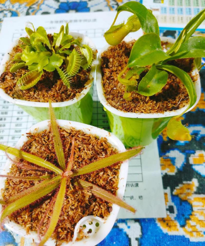 家庭养花用生根粉