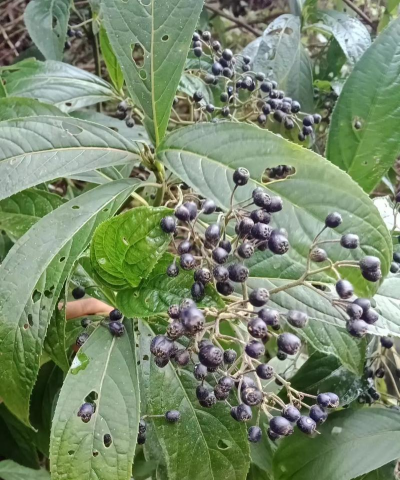 常山是一种什么植物