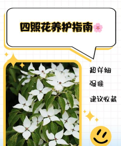 四照花怎么养最好