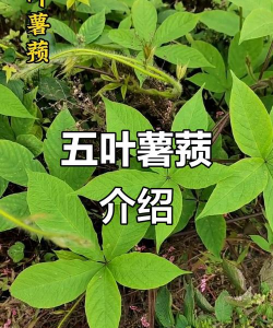 毛芋头是什么科的植物