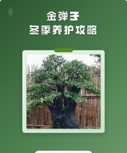 在郑州金弹子如何过冬