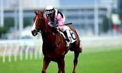 日本是怎么养马的