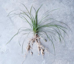 麦冬的叶片长什么样子