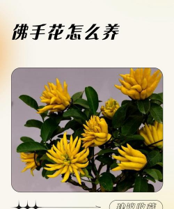 佛手花为什么叫佛手花