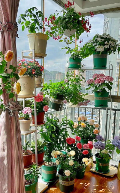 家庭养花用生根粉