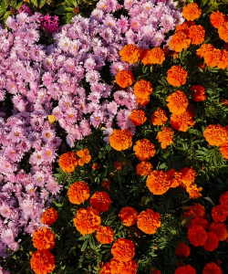 秋天的代表花有什么花