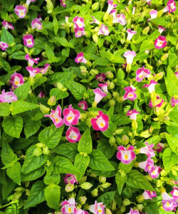 夏堇是什么类别的植物