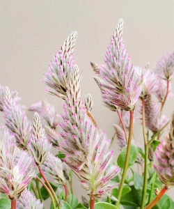 澳洲狐尾草如何过冬