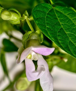 什么花跟绿豆瓣嘴像