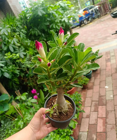 家庭养花用生根粉