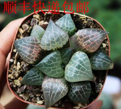 水晶康平寿如何养红