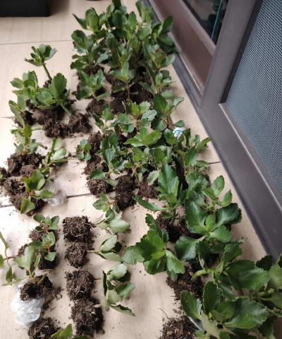 家庭养花用生根粉