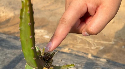 家庭养花用生根粉